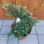 Jedľovec kanadský (Tsuga canadensis) ´GENTSCH WHITE´ - výška 20-30 cm, kont. C2L